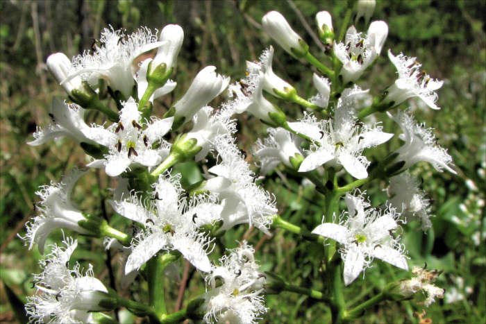 Buckbean (Menyanthes) Flowers