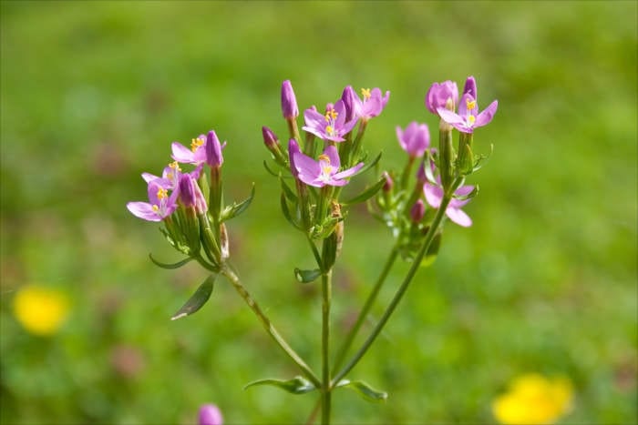Centaury Flowers