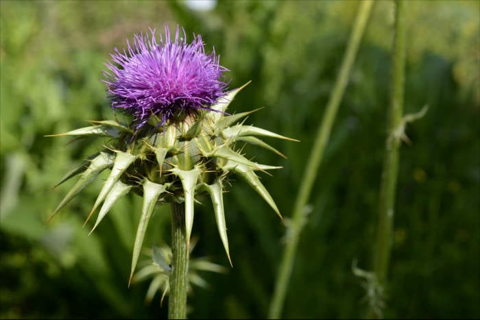 Milk Thistle Bulb