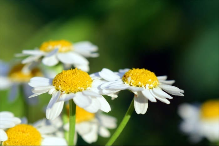 Chamomile Flowers