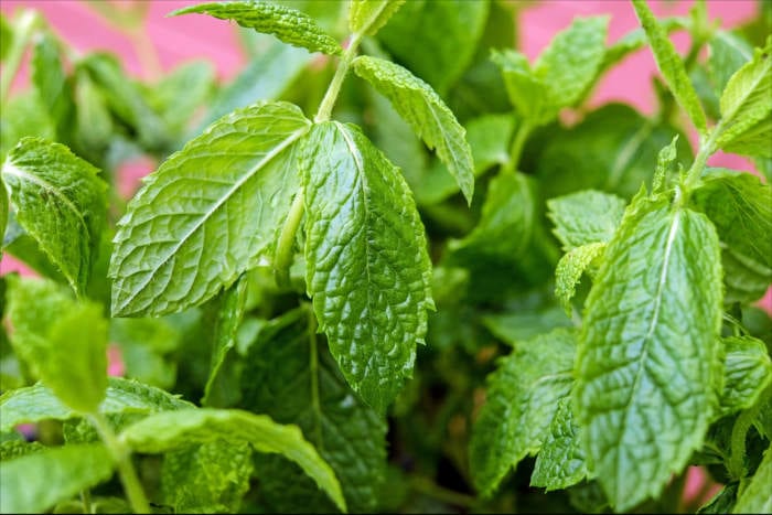 Pepperment Leaves