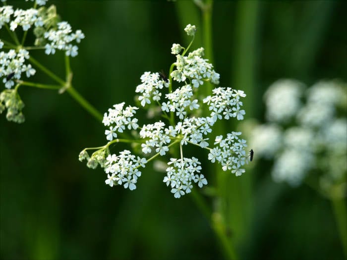 Yarrow flowers