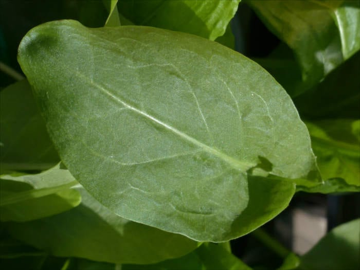Common Sorrel Leaf