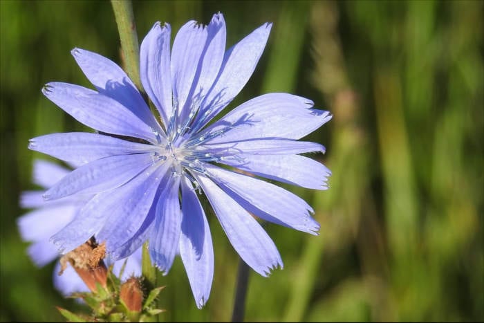 Chicory Flower
