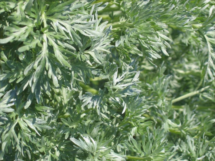 Wormwood Stems