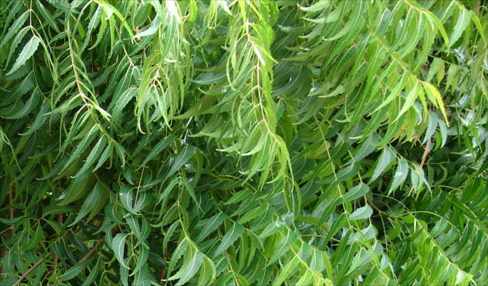 Neem Tree Branches