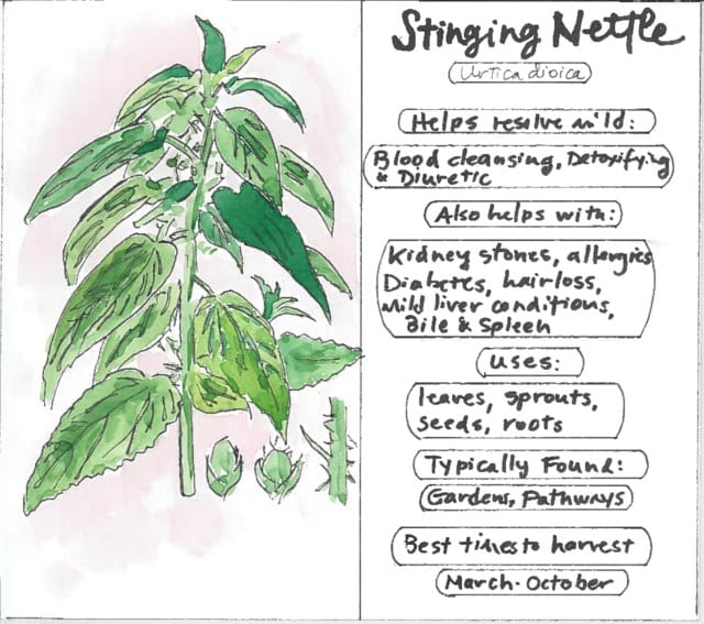 Stinging nettle health benefits go beyond prostate disorders and skin diseases. Stinging Nettle a Health Panacea From rheumatism to anemia – Stinging Nettle is a virtual panacea Paracelsus recommended nettle juice for jaundice. Hildegard of Bingen praised fresh burning nettles for stomach disorders. "The nettle is very warm in its type. It is not good eaten raw, because of its harshness. But when it sprouts fresh from the earth, it is useful cooked as food for people, because it purges and cleans the stomach and removes the mucus from it. " - Hildegard of Bingen During the Middle Ages, nettle’s reputation for vitalizing effects were so great among practitioners of monastic medicine that monks and nuns were forbidden from taking it for their own benefit. How Stinging Nettle Nutrition Works Nettle contains a hormone-like substance, beta-sitosterol. Together with vitamin E, this stimulates body functions which can alleviate chronic fatigue and performance weakness. The hormone-like sitosterol can also help encourage milk formation in breastfeeding mothers, and in males semen production may also be stimulated and reducing prostate size in those with enlarged prostates. The nettle leaf and seeds contain healthy amounts of vitamin C, vitamin A, mineral salts (mainly potassium and calcium), chlorophyll, carotenoids and organic acids. Nettles also contain caffeoyl-china acids, which have a pain relieving, astringent, and anti-inflammatory effect, making nettle a powerful natural remedy for minor symptoms of osteoarthritis and rheumatoid arthritis. The nettle has a detoxifying astringent effect on blood and skin conditions. It also stimulates digestive glands in the stomach, intestines, pancreas, and liver, contributing to lower blood glucose-levels and improved metabolism. In addition, nettle is a mainstay in traditional German medicine for hair loss, allergies, the symptoms related to osteoporosis and menopause, as well as anemia and fatigue. The Value of a Cleanse Hildegard medicine often addresses the importance of detoxifying agents to clean up our bodies and lives. In a broader sense we often benefit from detaching from old habits to create space for new practices. This applies to all matters, including conscious dealings with ourselves and others. Nettles can be a powerful natural detoxifying agent to include in your natural health regimen to help you move toward a more balanced and vibrant life. For harvesting, uses, and recipes see our post on stinging nettle recipes.