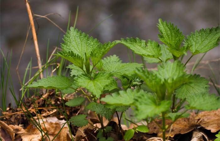 stinging nettle health benefits