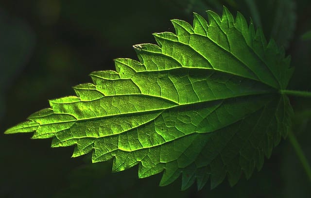 stinging nettle recipes