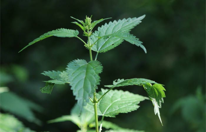 stinging nettle recipes