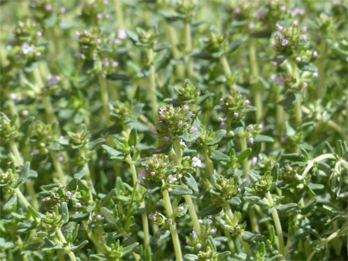 Bitter Spices thyme