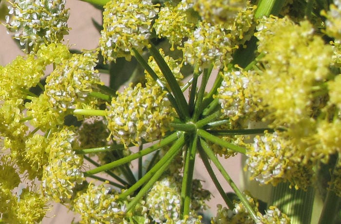Bitter Spices Asafetida
