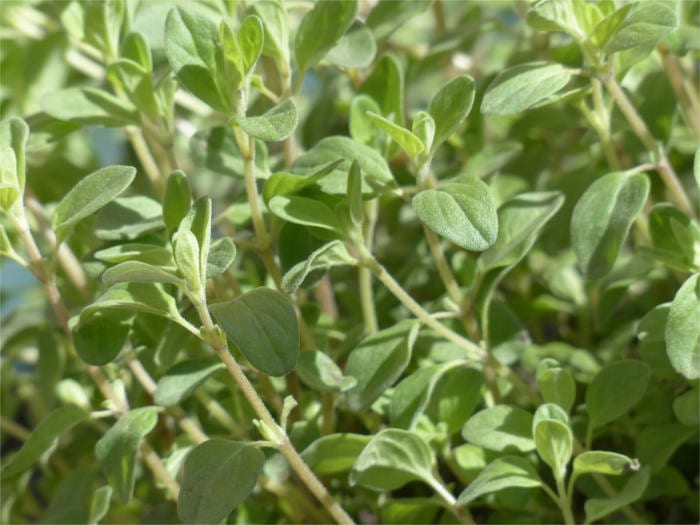 Bitter Spices Marjoram