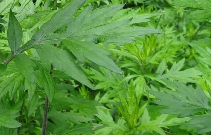 Mugwort Leaves