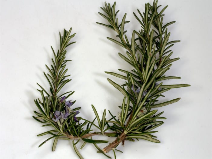 Bitter Spices Rosemary