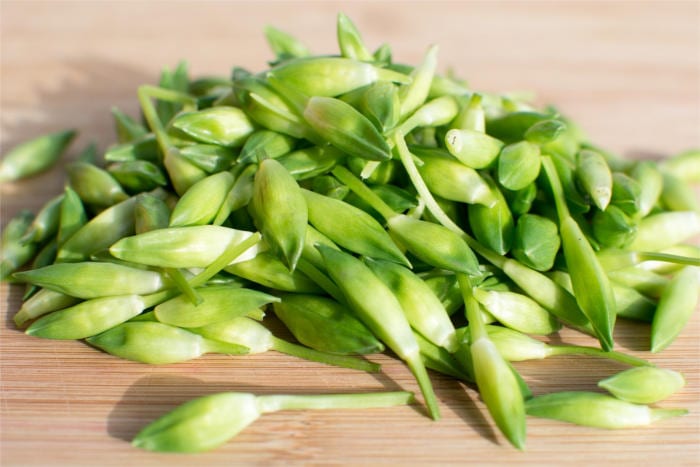 Bitter Spices Wild Garlic
