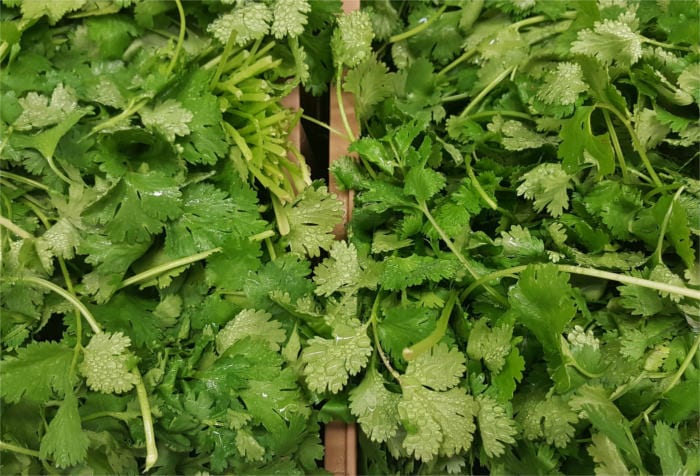 Bitter Spices coriander cilantro