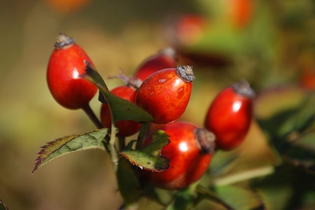 rosehip