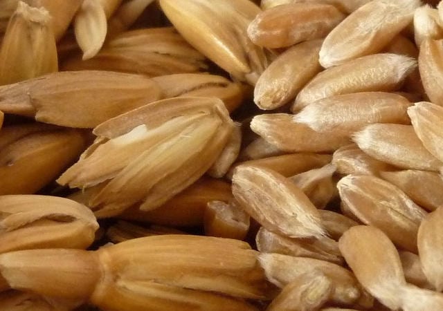 Spelt is high in nutrients