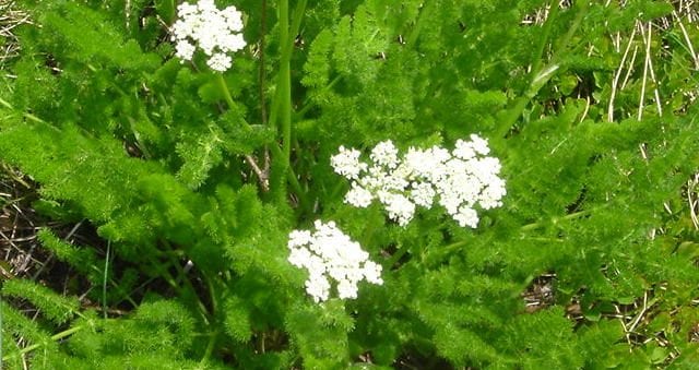 naturopathic home remedy for gastrointestinal discomfort spignel