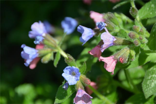 doctrine of signatures Lungwort