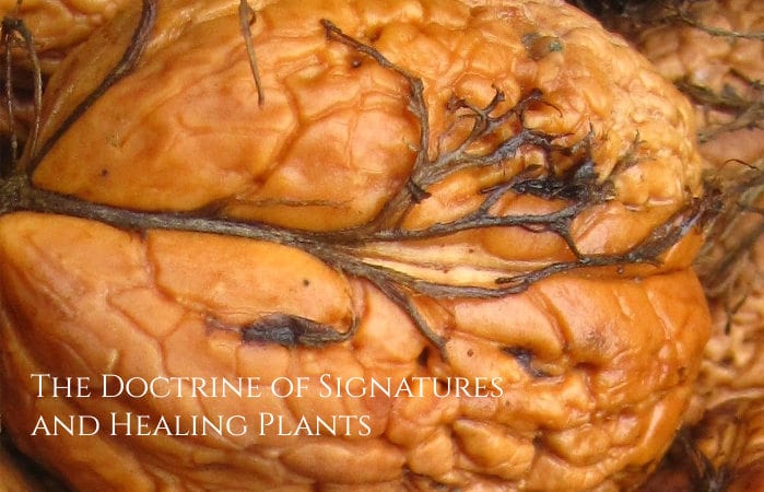 doctrine of signatures and healing plants