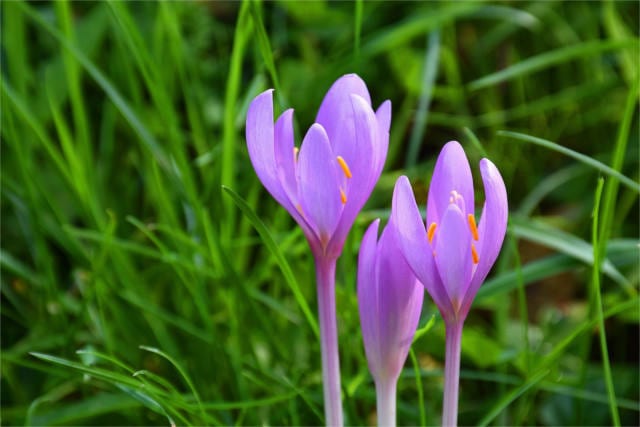 doctrine of signatures colchicum autumnale