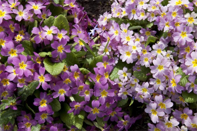 doctrine of signatures primrose cowslip