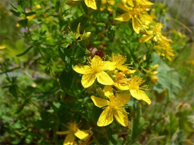 doctrine of signatures st-johns-wort