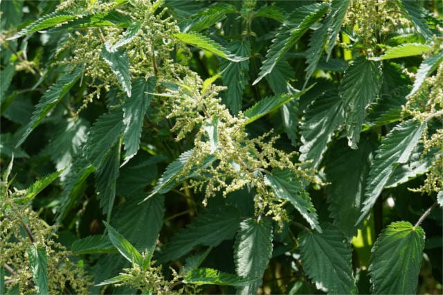 doctrine of signatures stinging nettle