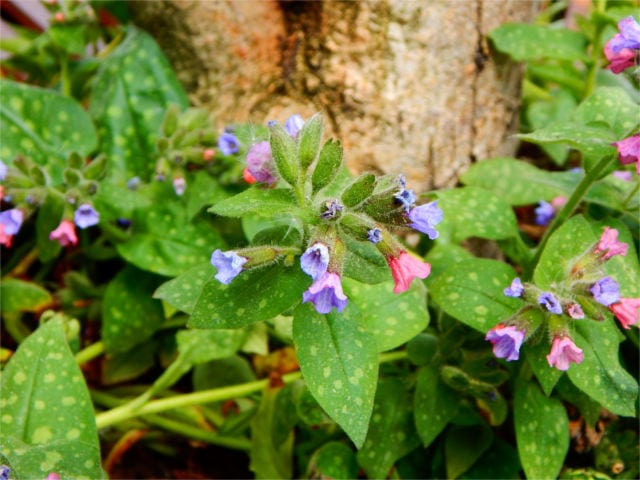 lungwort healing plant