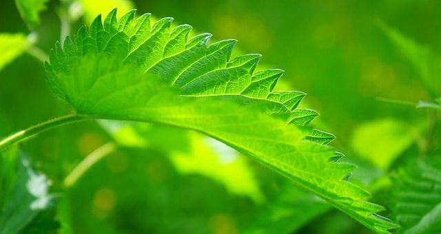 stinging nettle naturopathic remedies