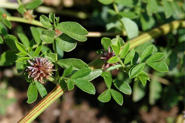 unique health properties of licorice root