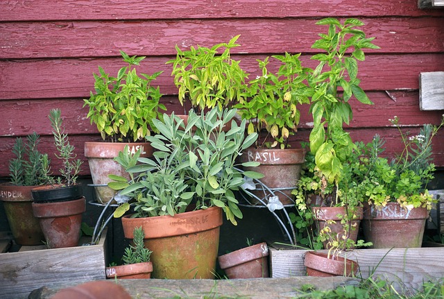 Herbal Medicine and Holistic Healing