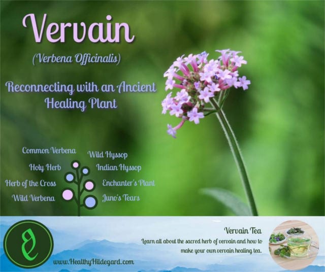 Infographic vervain health benefits and uses