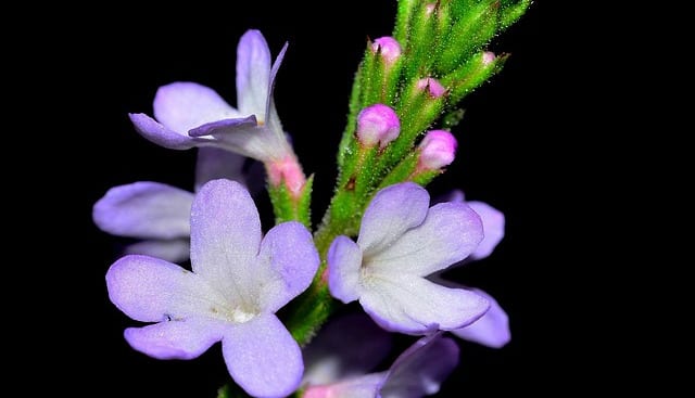Vervain health benefits and uses