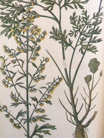 Wormwood Benefits