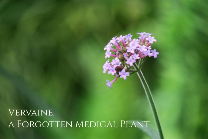 vervain health benefits