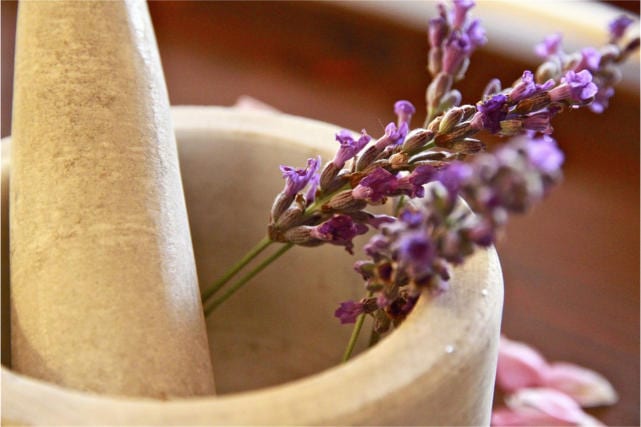 vervain herb natural remedy