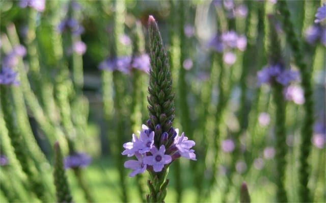 vervain plant flower