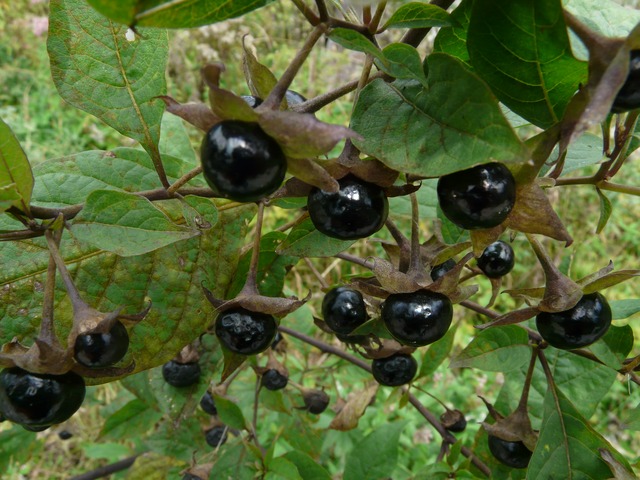 Natural bitters from the Belladonna Cherry | Healthy Hildegard