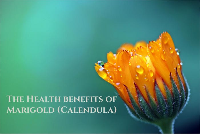 marigold calendula flower uses