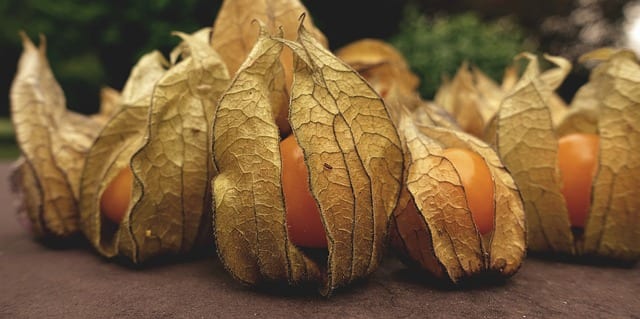 physalis Chinese Lanterns strawberry tomato