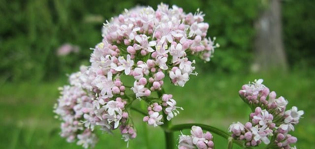 Natural remedies anxiety and stress valerian valeriana officinalis