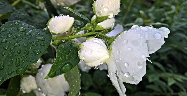 Natural remedies for stress and anxiety Jasmin