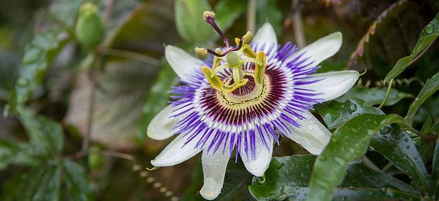 natural remedy for anxiety and stress passion flower