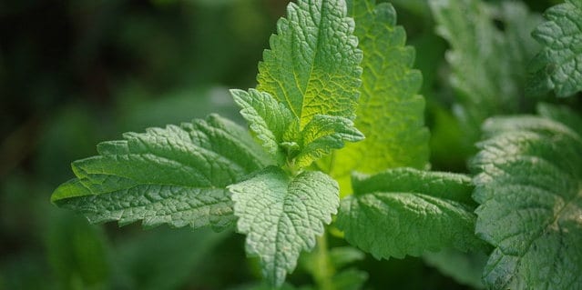 remedies for stress and anxiety melissa