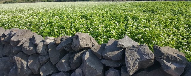 Buckwheat for health