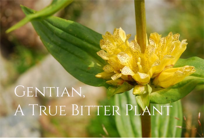 Health Benefits of Gentian Roots