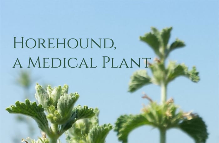 Horehound